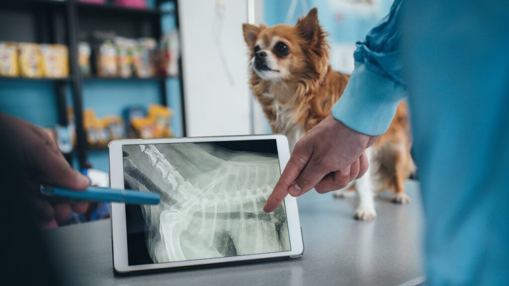 Vets examining X-ray