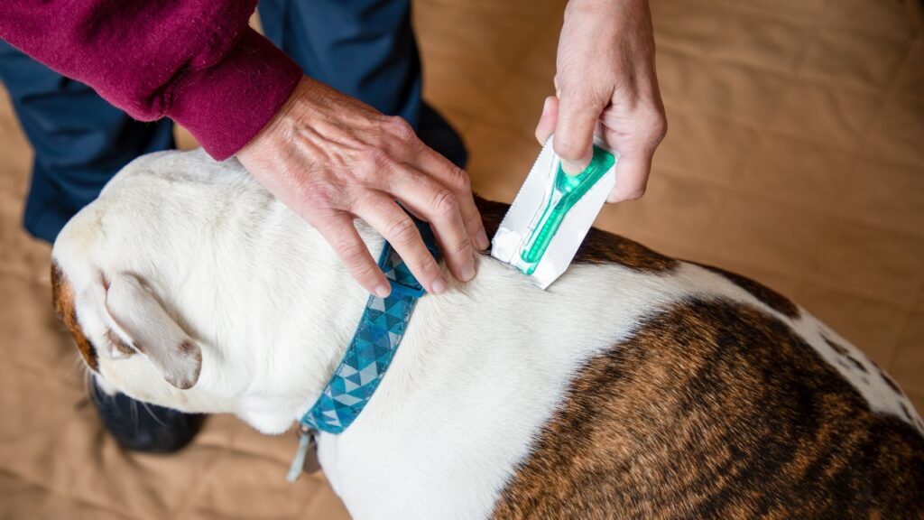 Putting Flea Treatment on Dog