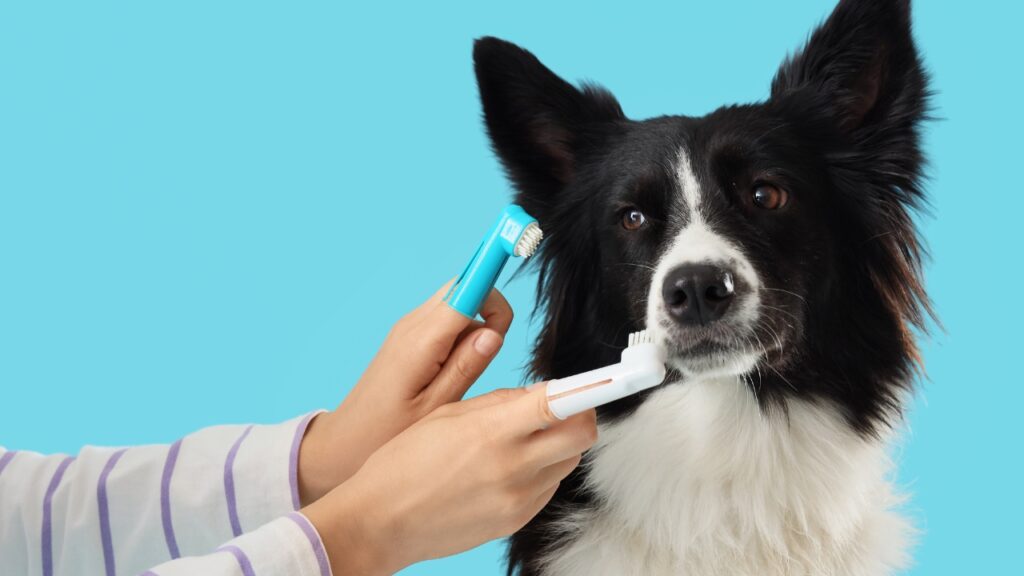 Dog Toothbrush